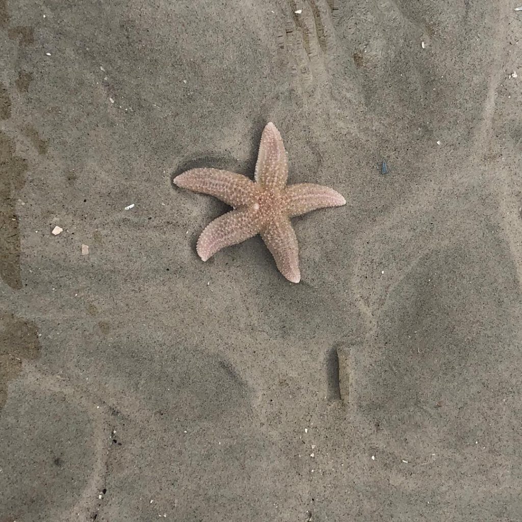 Seestern - Deutsch entdecken mit Stefanie