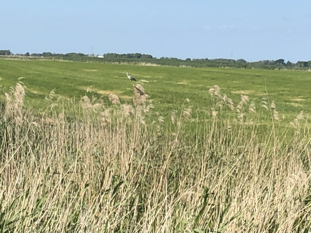Halbinsel Eiderstedt - Podcast Deutsch entdecken mit Stefanie