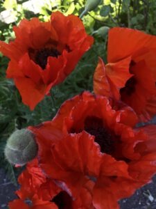 Mohnblumen - Deutsch entdecken mit Stefanie